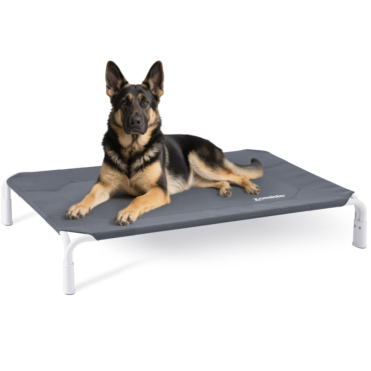 ZOMISIA XL elevated dog cot bed assembled for durable, tool-free setup.