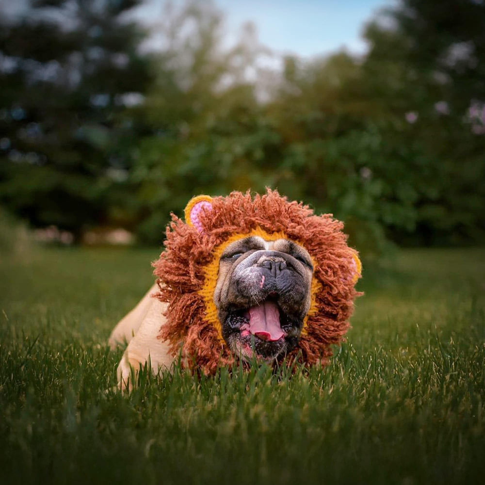 Zoo Snoods for Beagle and Corgi breeds shown wearing lion snood