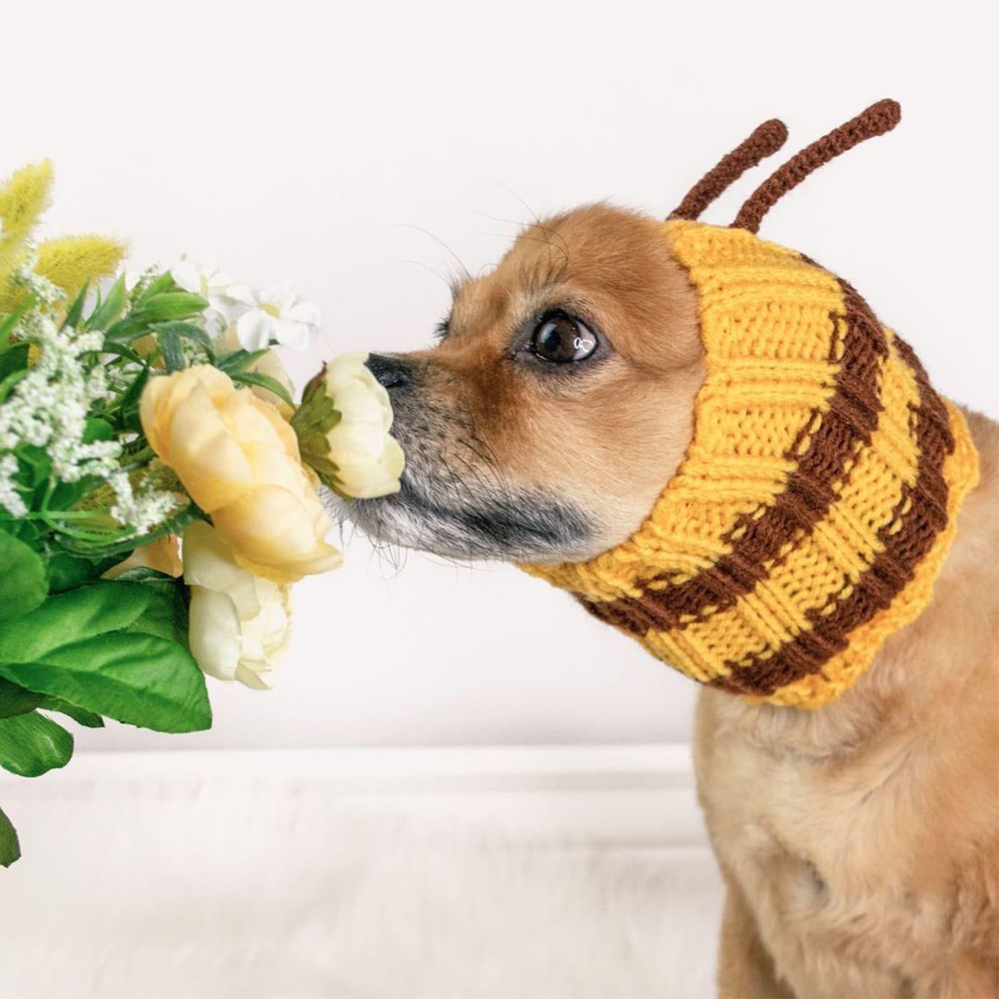 Zoo Snoods Bumble Bee Costume Halloween-ready festive look for pets