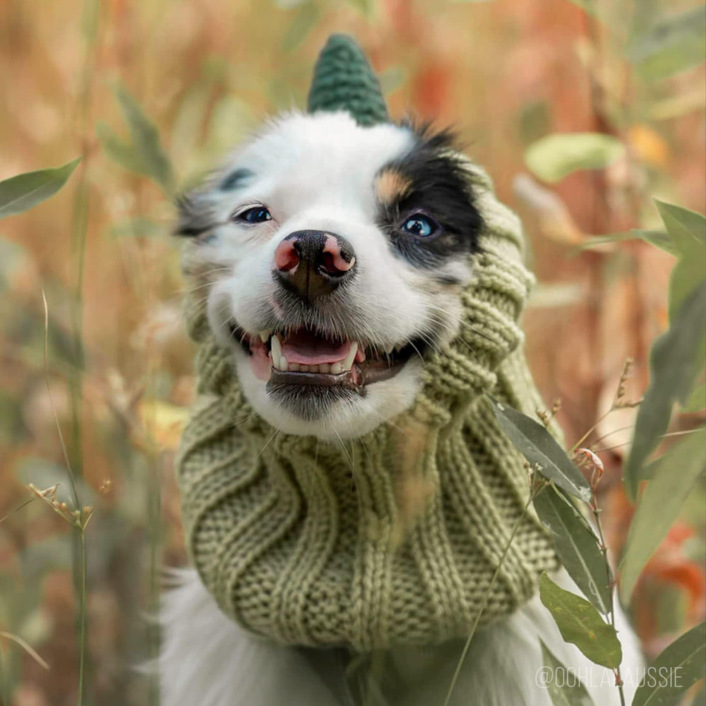 Zoo Snoods Dinosaur Costume dog in snow, winter-ready