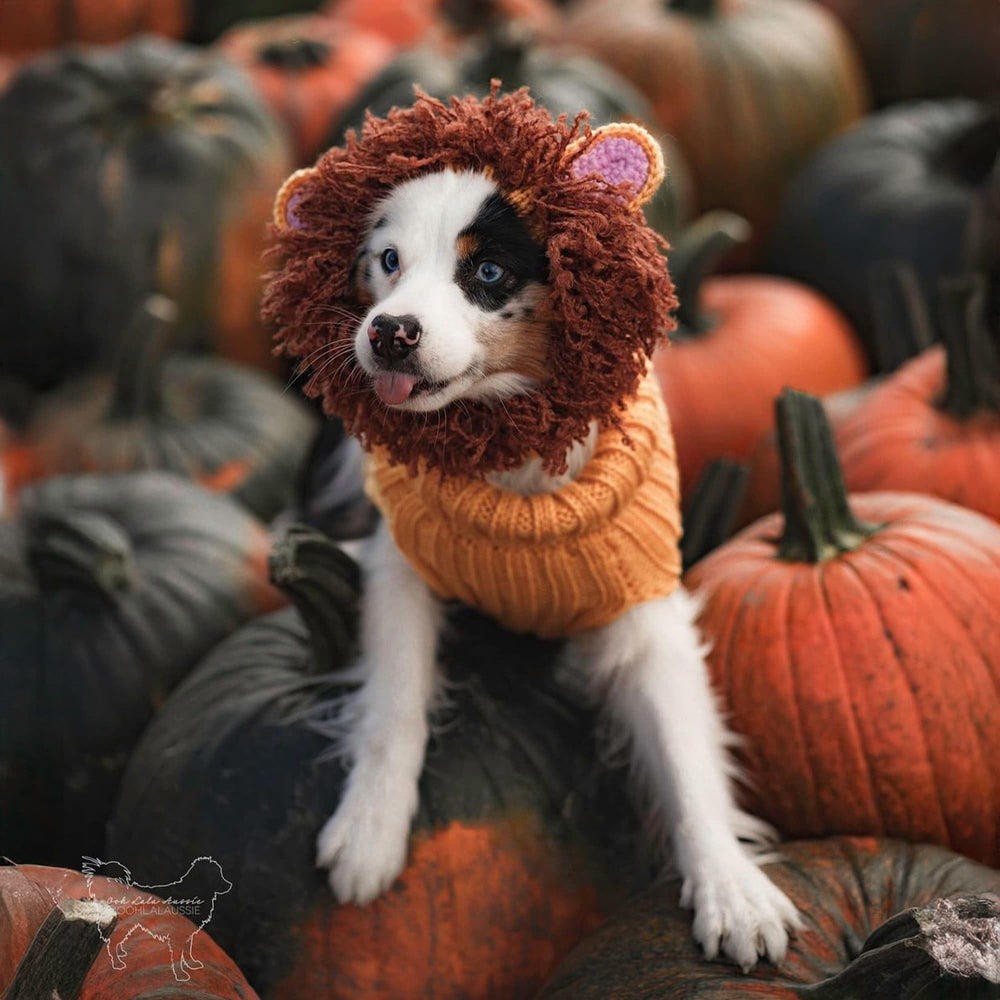 Zoo Snoods Lion Costume on dog beside pumpkins for Halloween vibe