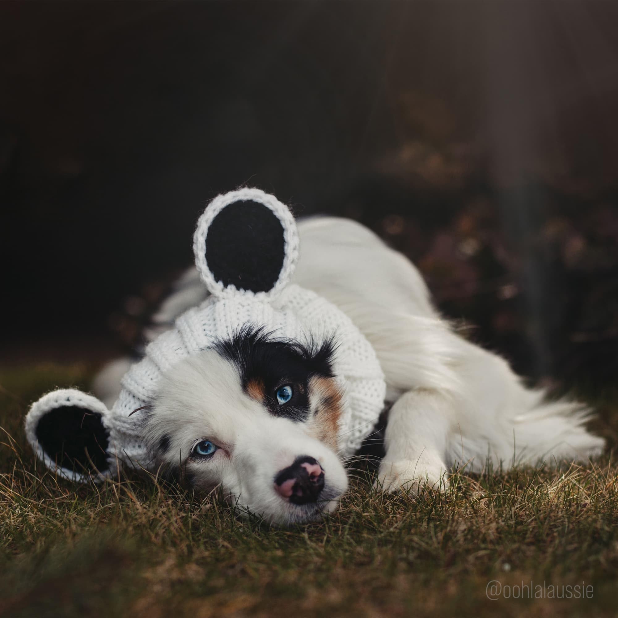 Zoo Snoods Panda Costume size small fit on compact dogs