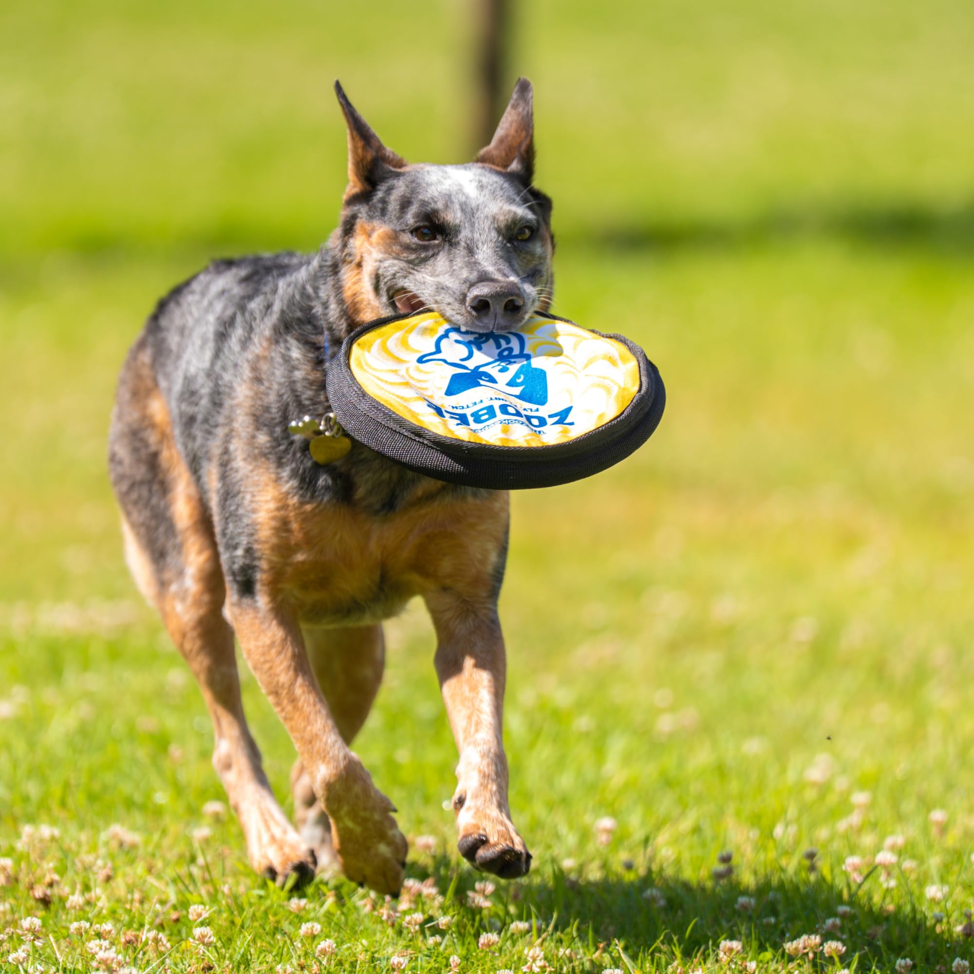 ZooBee dog vision friendly colors improving tracking.