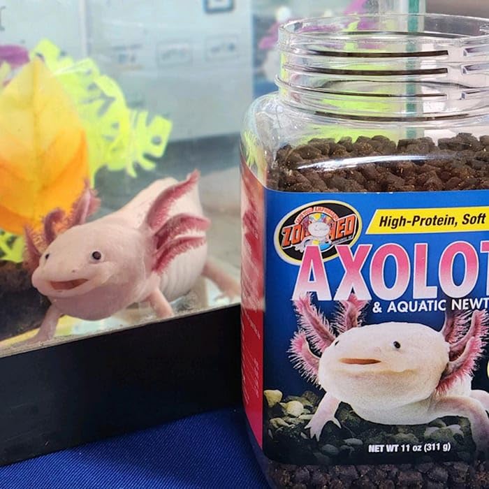Zoo Med axolotl food pictured in habitat supports daily amphibian meals.