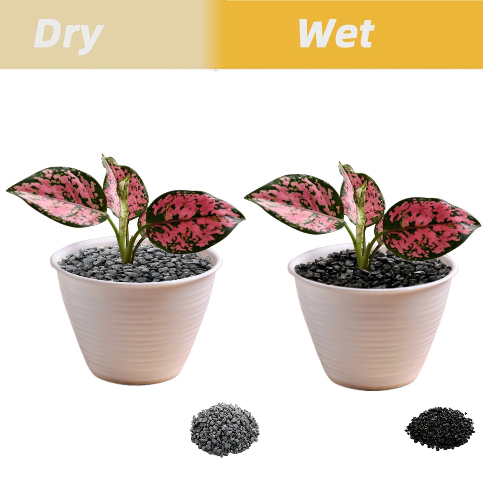 ZOOFOX succulent-rock-garden image shows vibrant contrast for cactus beds and fairy gardens