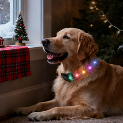 ZOWPET USB-C rechargeable light-up dog collar for easy charging.
