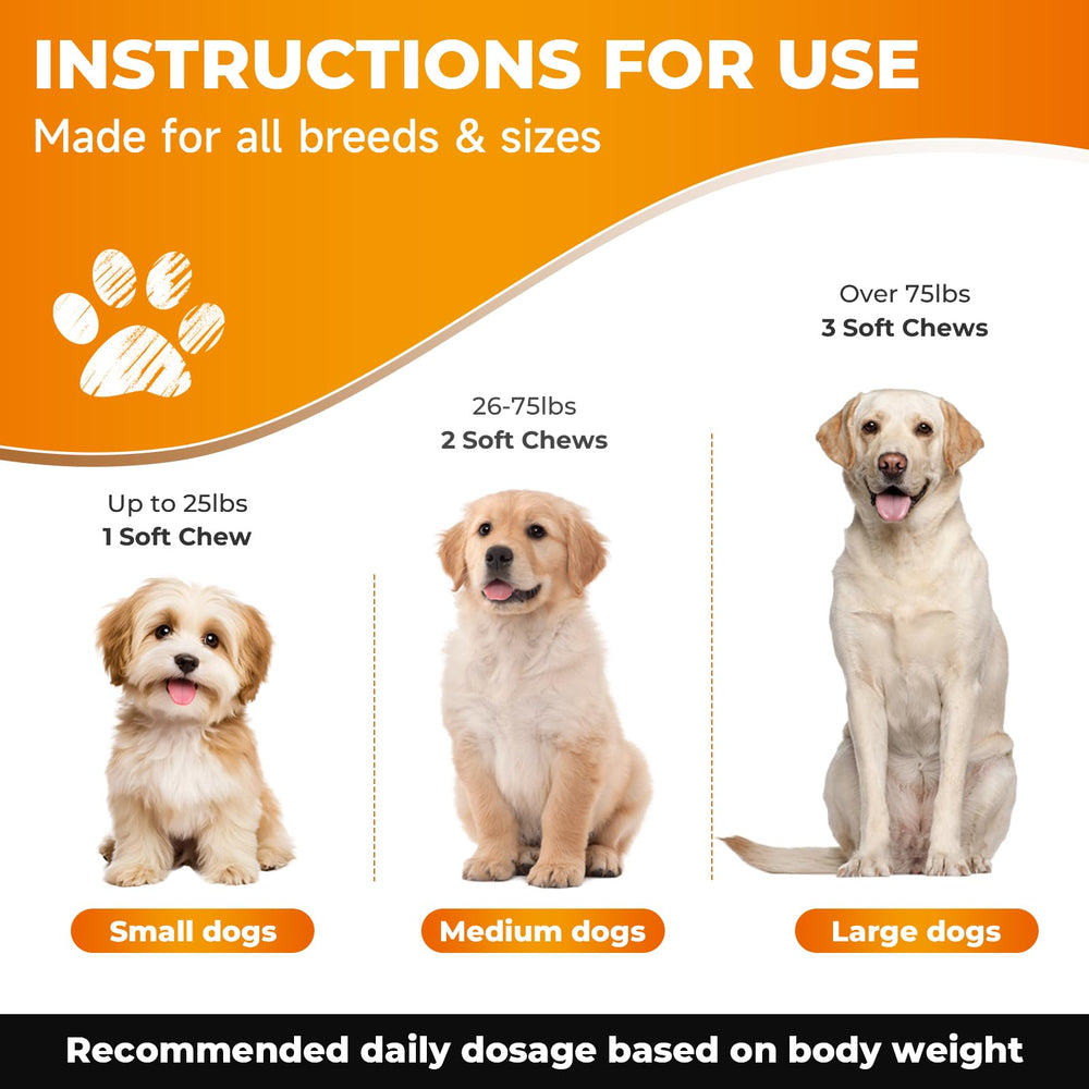Zozdal dog activity scene during walk shows easier movement and playful energy.