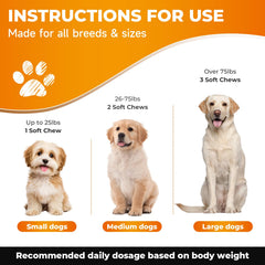 Zozdal dog activity scene during walk shows easier movement and playful energy.