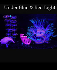 ZtohPyo green glowing anemone brightens tanks and reef scenery