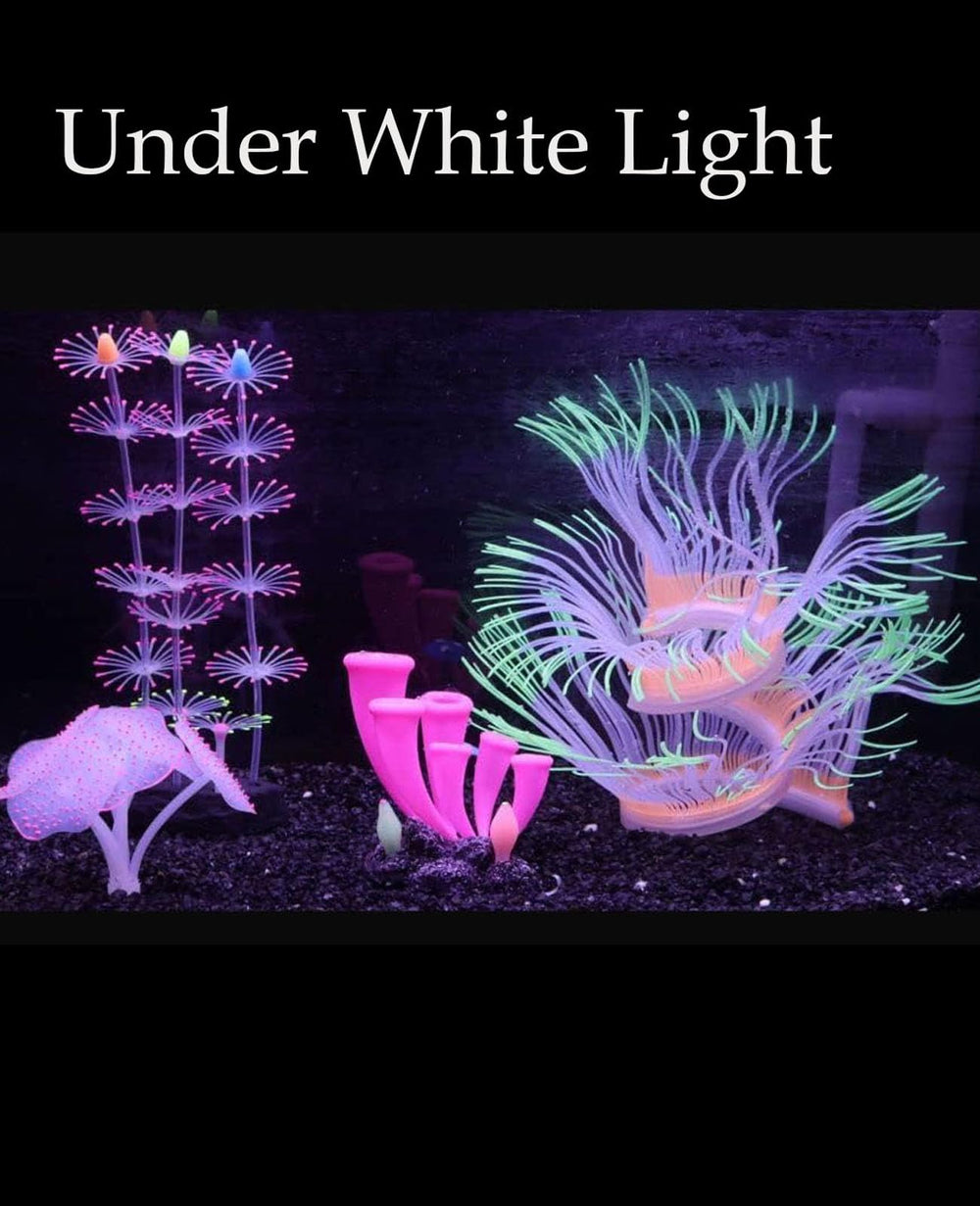 ZtohPyo glowing horn coral serves as a focal point