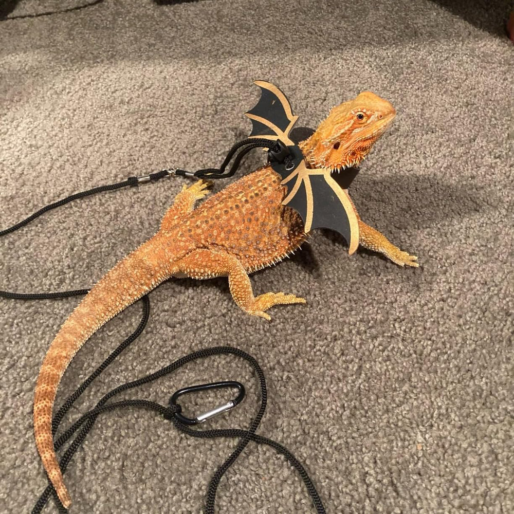 ZukoCert small-animal leash iguanas outdoor-ready lets your pet explore safely.