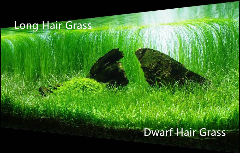 ZUQOVI 3 Aquarium Plants Set packaging shows compact, easy-to-store bundles