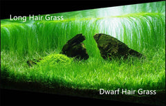 ZUQOVI 3 Aquarium Plants Set packaging shows compact, easy-to-store bundles