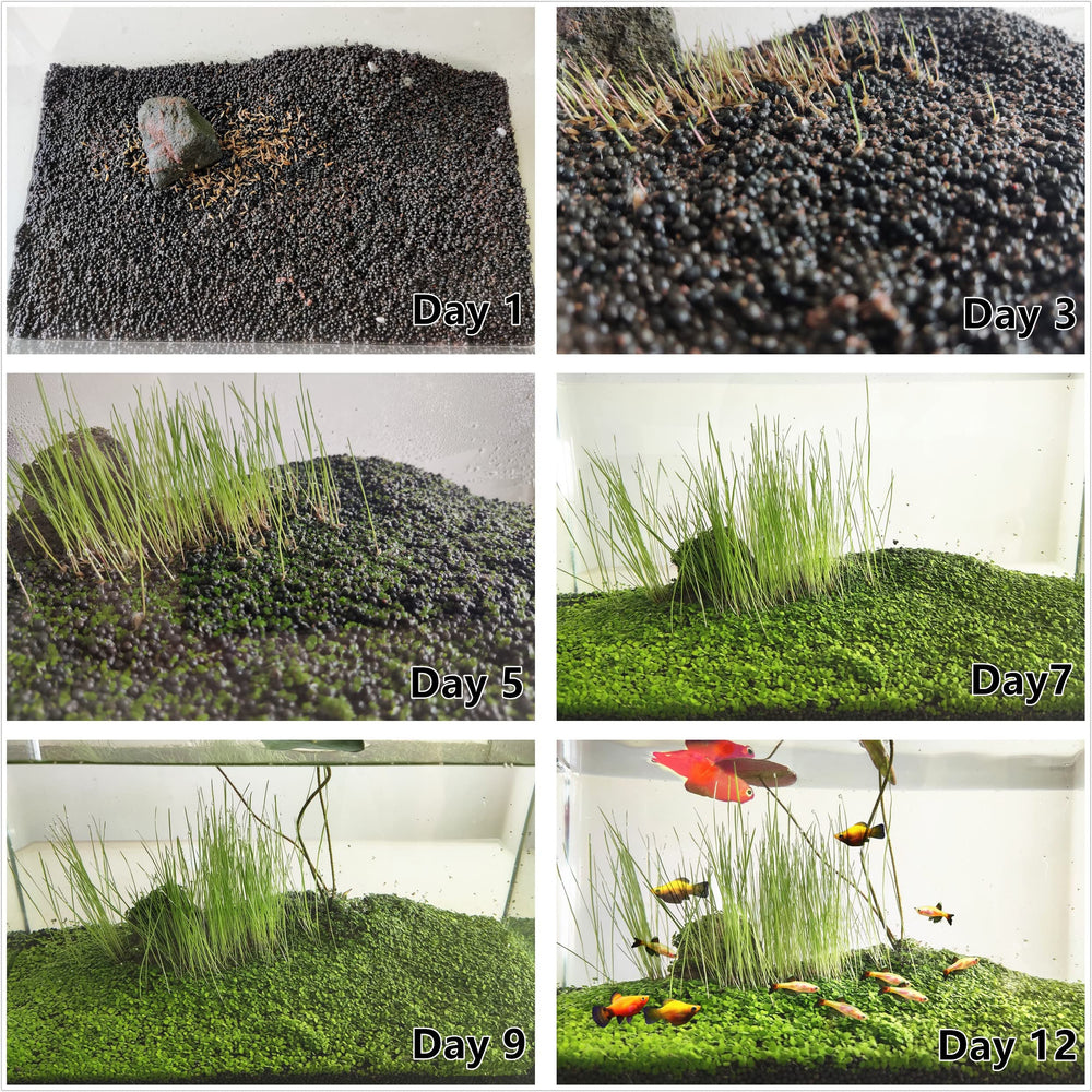 ZUQOVI 3 Aquarium Plants Set short-hair adds texture in mid-water zones