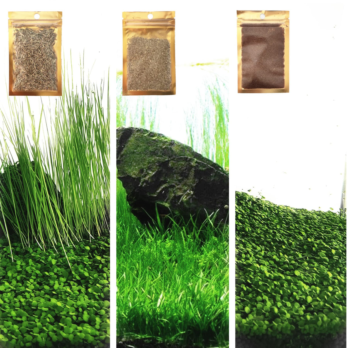 ZUQOVI 3 Aquarium Plants Set tiny-leaf enhances a lush natural look in small tanks