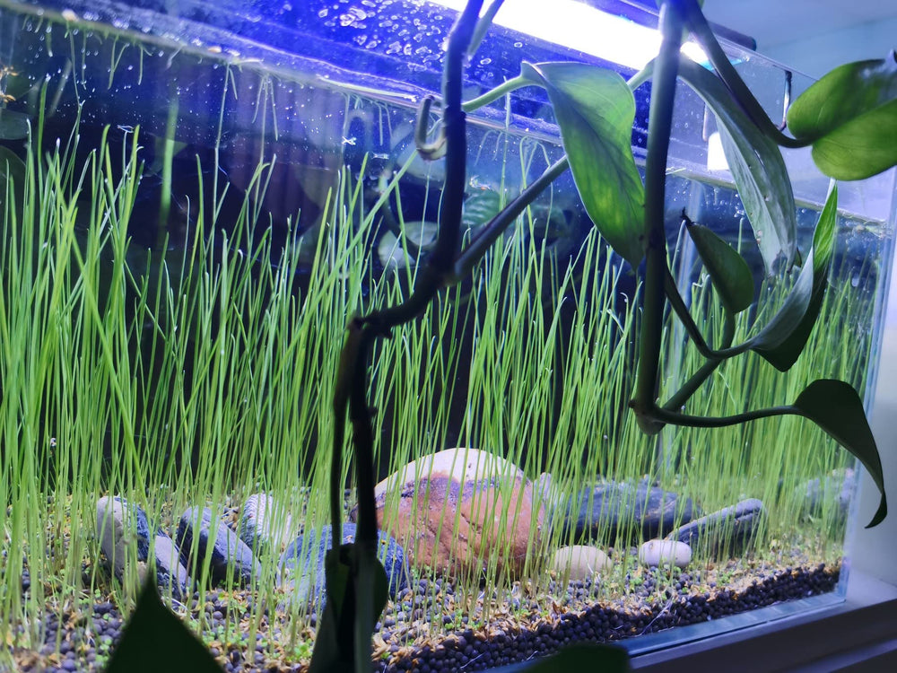 ZUQOVI 3 Aquarium Plants Set vibrant aquarium decor for fish-friendly setup